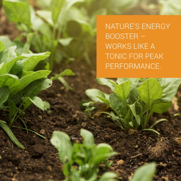 Stim Rich Concentrate   250