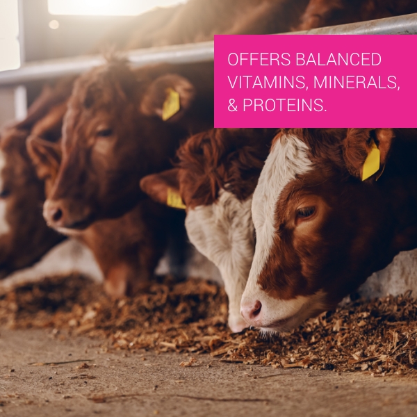  Pet Vet Advanced Feed Supplement 250 Gm