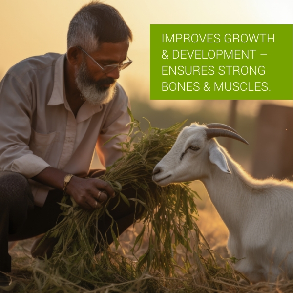  Pet Vet Advanced Feed Supplement 250 Gm