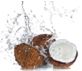 coconut